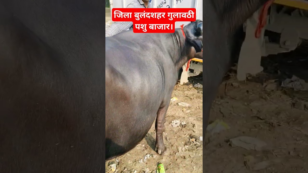 जिला बुलंदशहर गुलावठी पशु बाजार || District Bulandshahr Gulavathi Animal Market.
