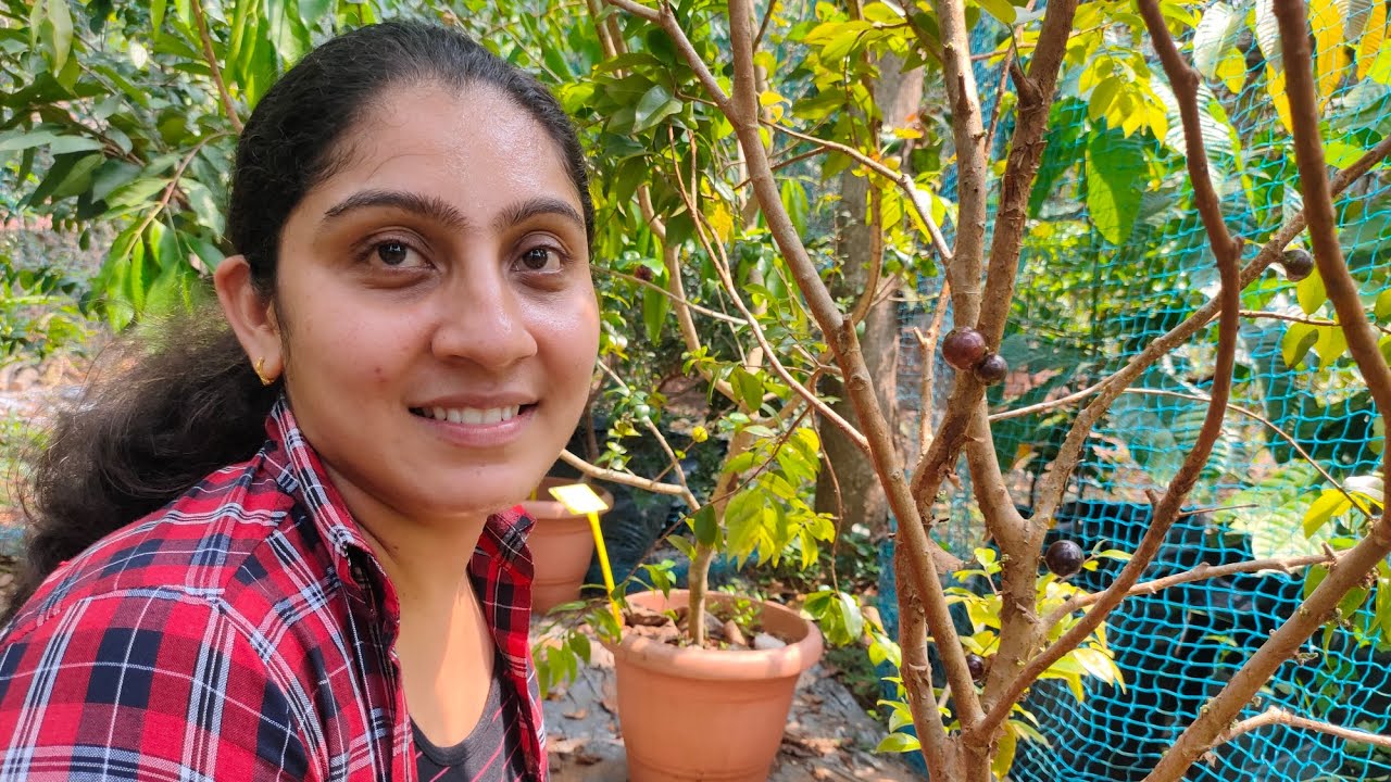 Jaboticaba Precocee tasting, Harvesting| Is it worth to buy Jaboticaba grafted plants?