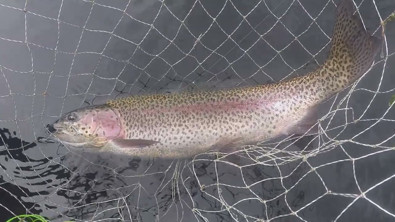 Trout on Sedges and Dry Fly - Kildary Angling Club 2025 - Part3