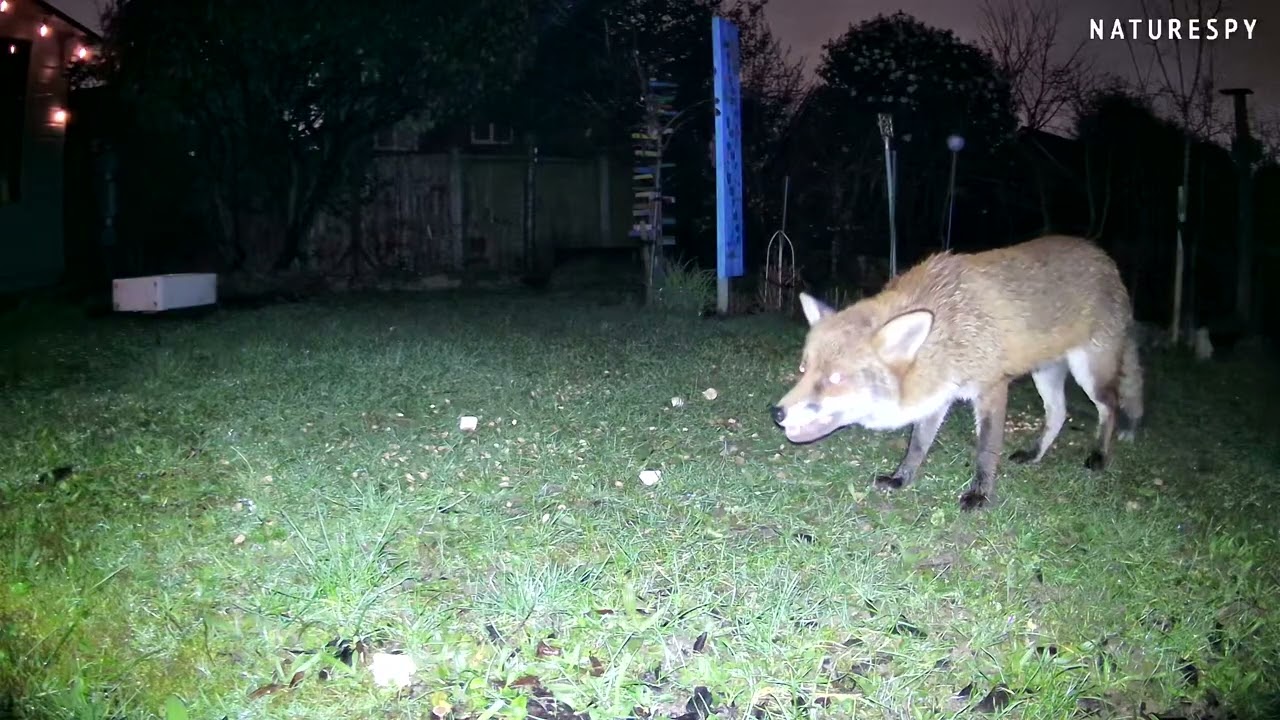 The Fox Liked the Sausage Rolls