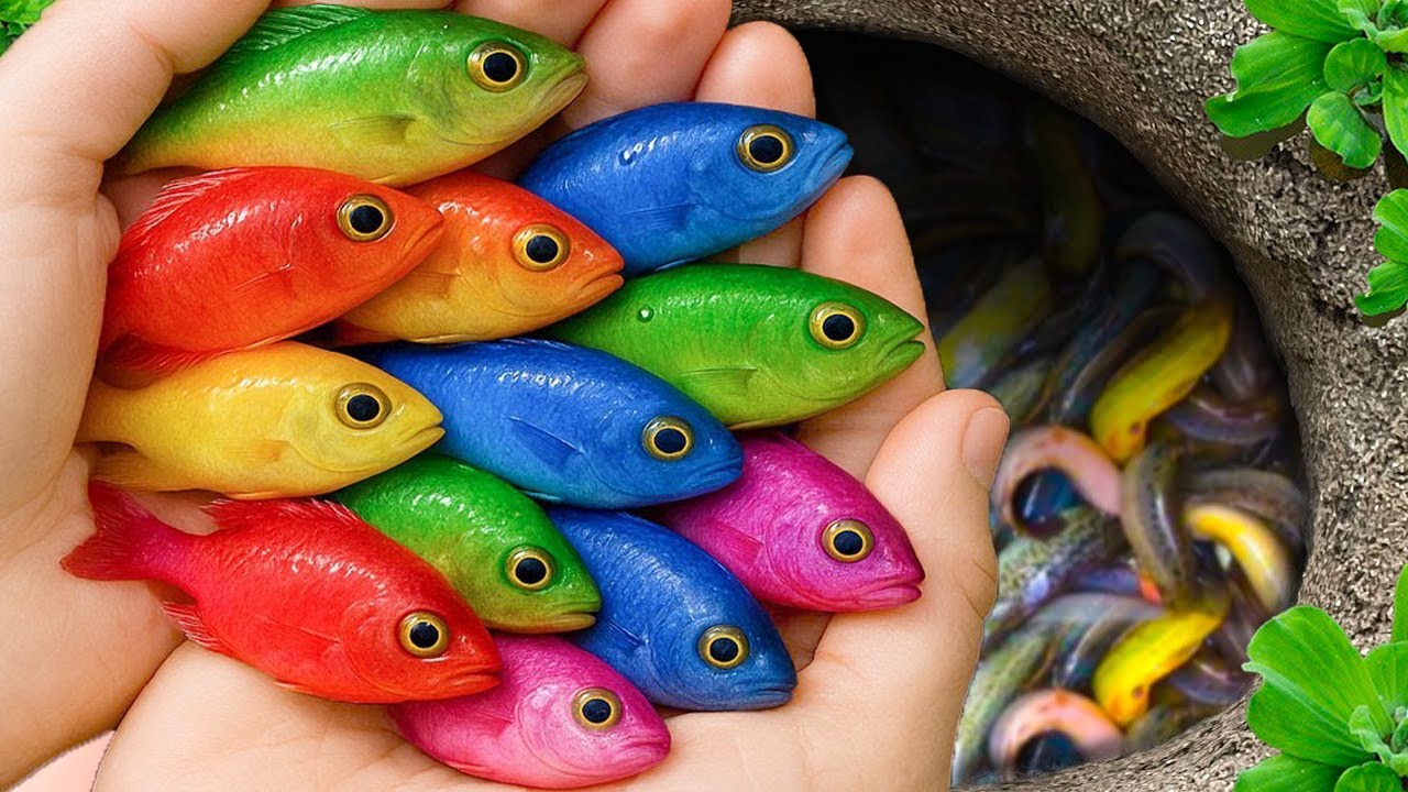 В небольшом пруду можно поймать красивых аквариумных рыбок: маленьких черепашек, голубых гуппи, к...