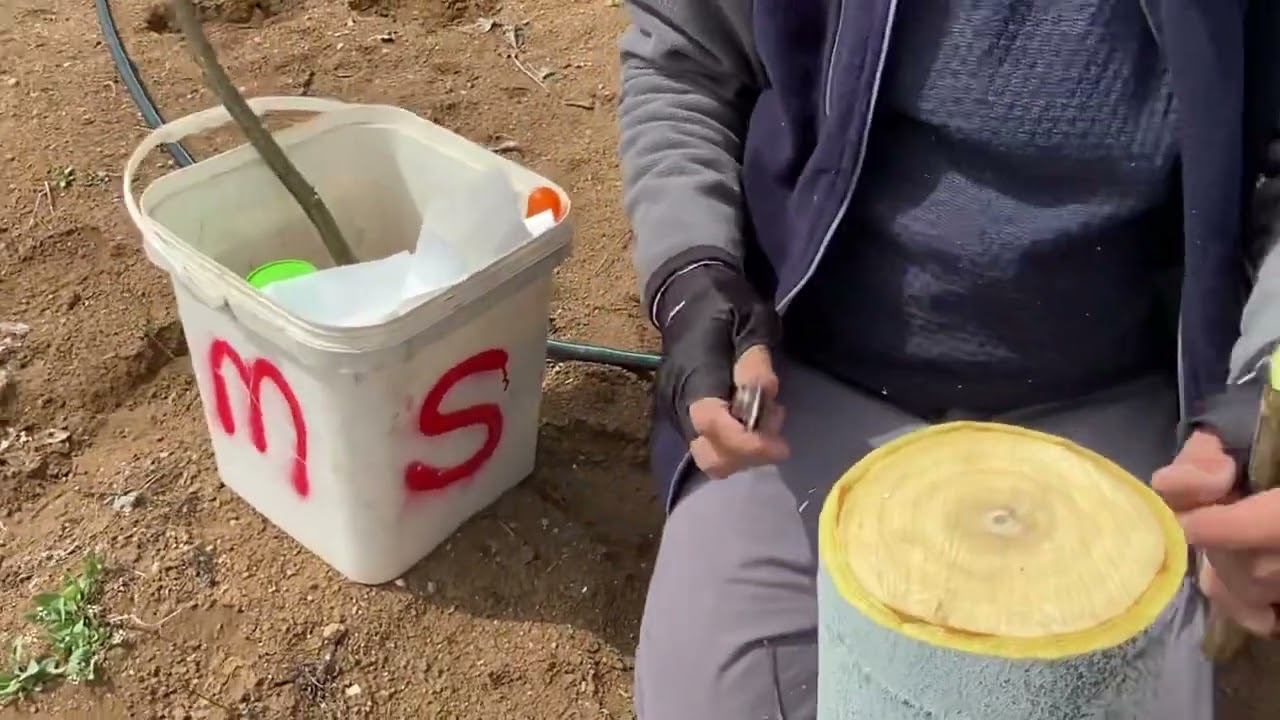 Walnut Grafting