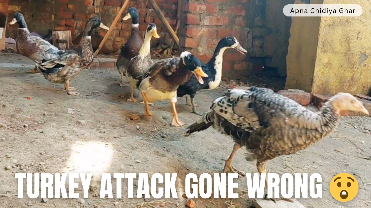 First Time Duck Defended Itself from Turkey