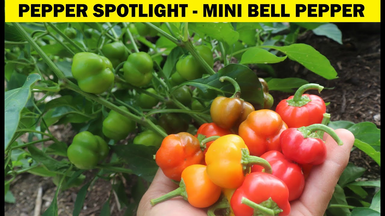Mini Bell Pepper - PEPPER SPOTLIGHT!