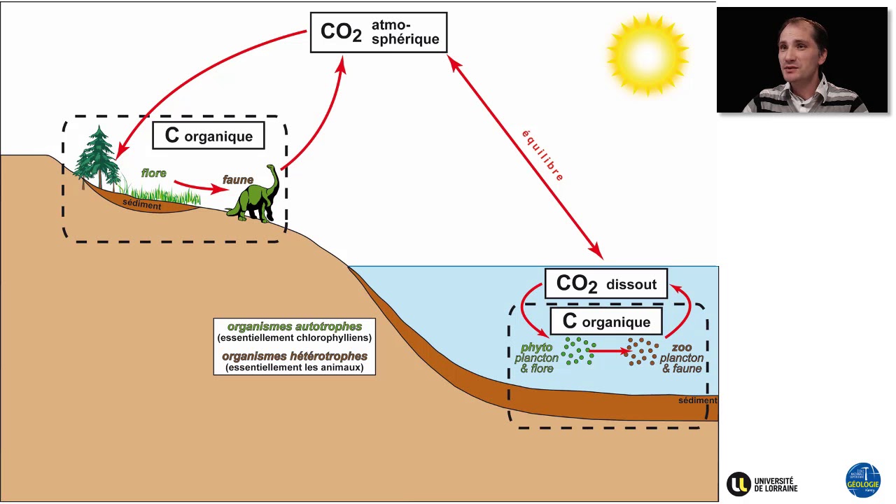Le cycle du carbone en géologie sédimentaire (par Yann Hautevelle)