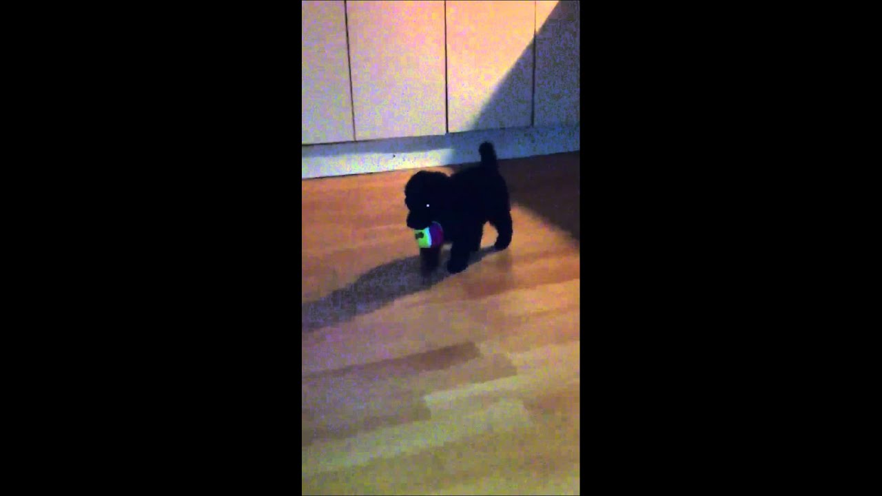 Miniature poodle puppy plays fetch