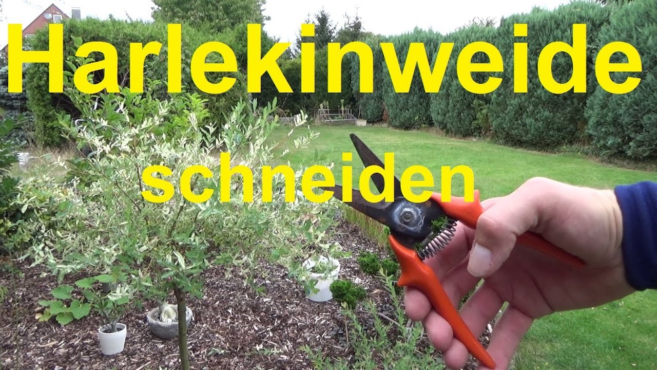 Harlekinweide schneiden Japanische Zierweide Harlekinweide Rückschnitt Formschnitt Pflegeschnitt