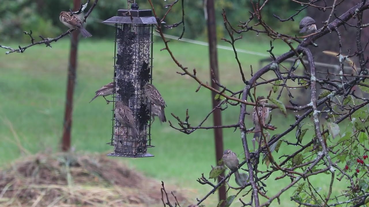 #RELAXTATION - The ORIGINAL Channel - RAINY ☔🐦 BIRDS Feed at a Pear Tree Bird Feeder - SO CUTE!!!