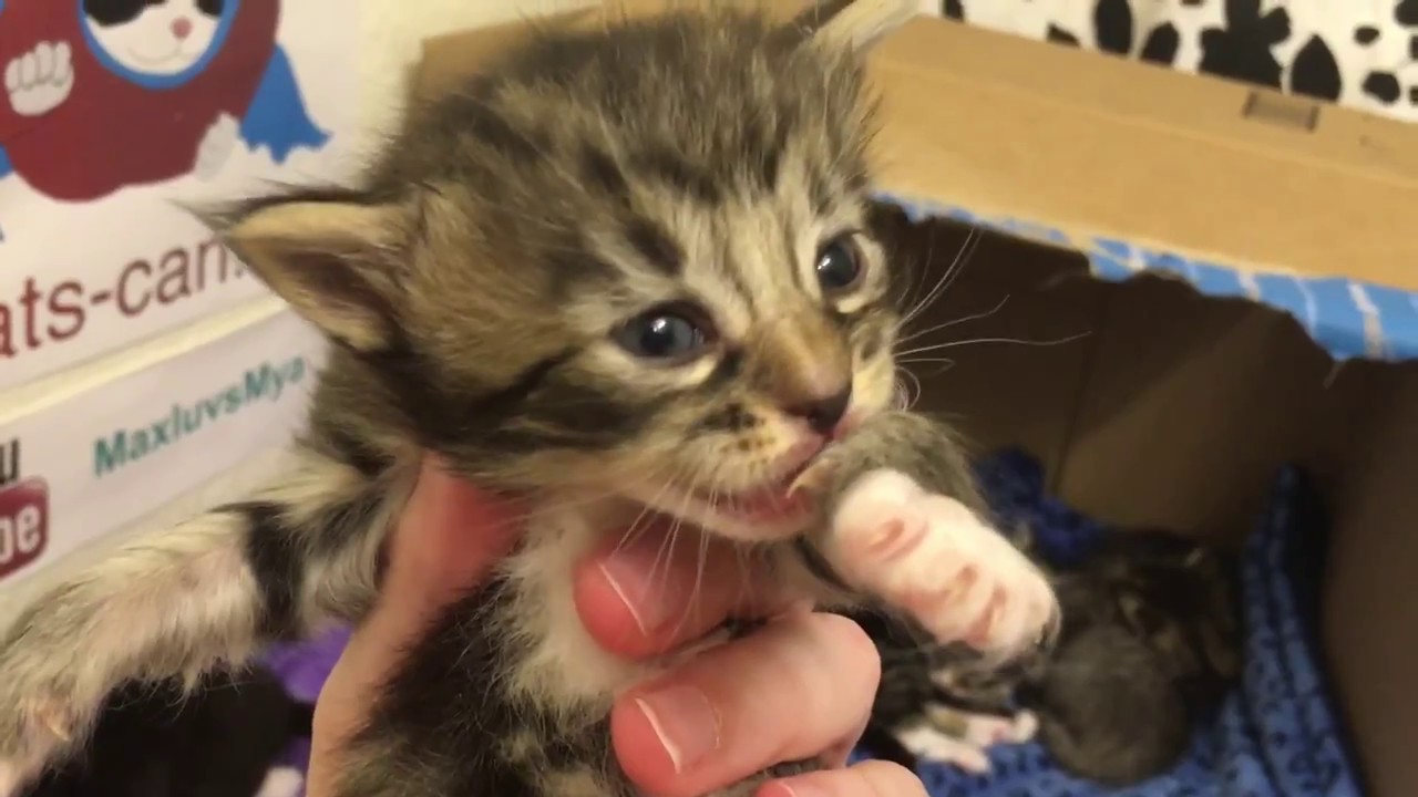 Fluffy Mother Cat and her Two Week Old Babies! Amazon Wish Granted!