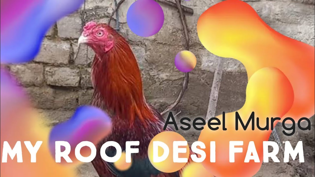My Roof Desi Farm 🐔🦆 | Aseel Murga, Desi Murgi, Choozay. #DesiFarm #AseelMurga #Duck #RoofFarm #Hen