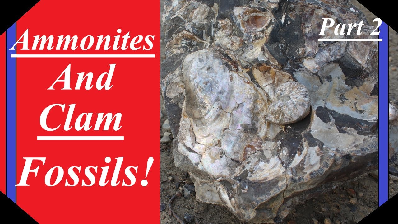 AMAZING Clam Fossils and AMMONITES! Hunting for and Prepping Gorgeous BEARPAW SHALE Fossils!