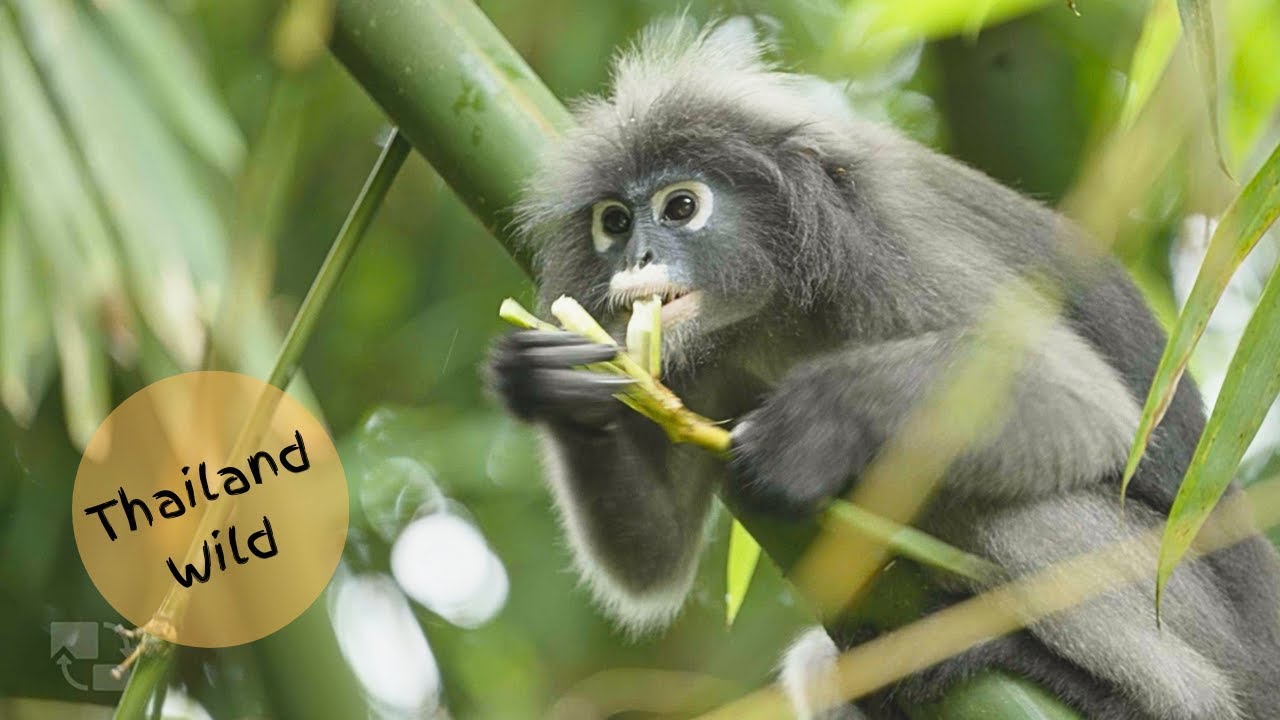 Blond-tailed Langurs eating Bamboo Shoots in Kaeng Krachan NP, Thailand