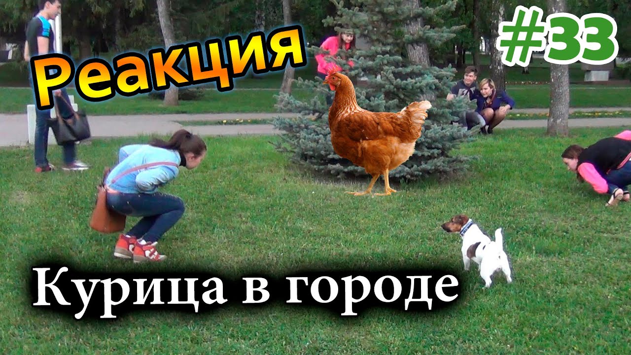 Курица в Городе / Chicken in the City (Реакция 33)