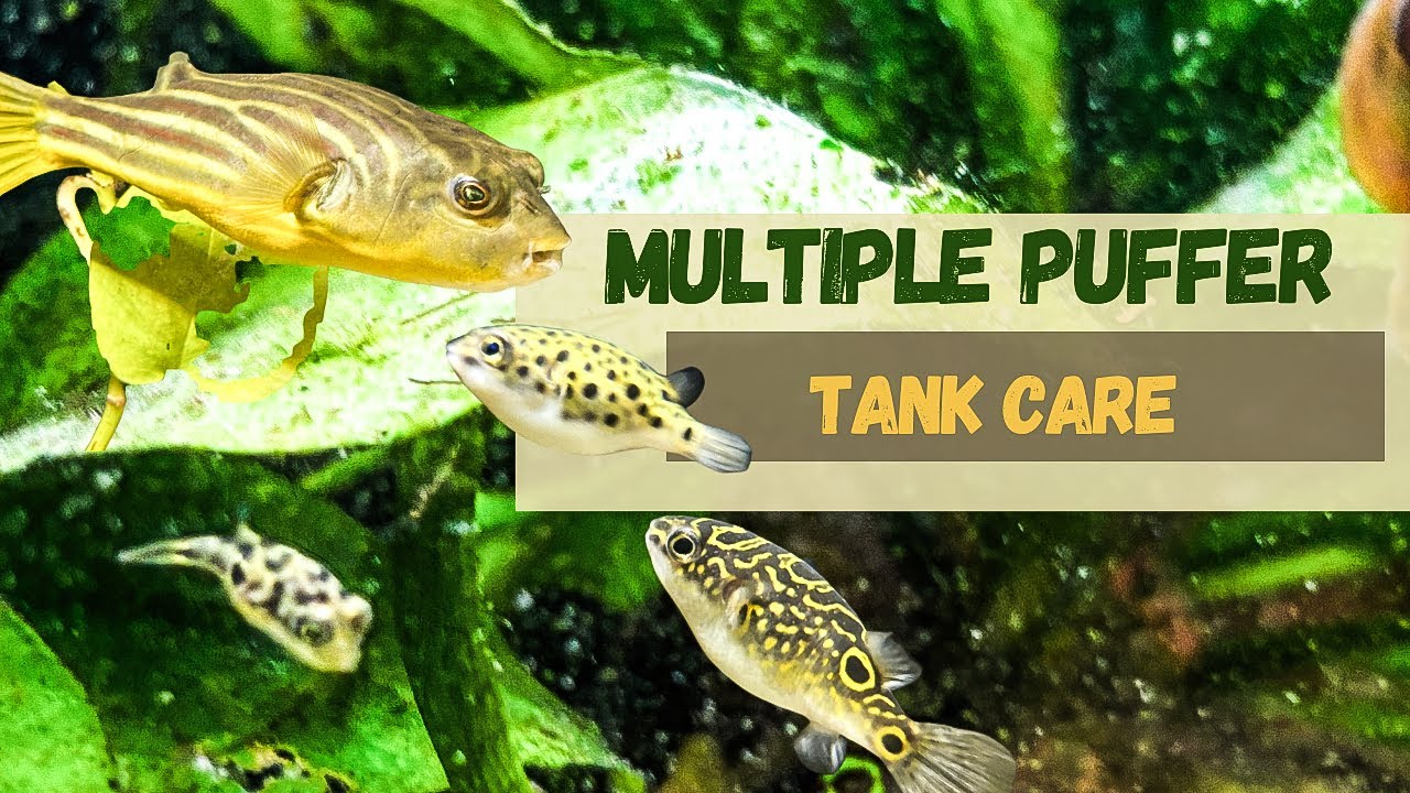 Caring for Multiple Puffers: What You Need to Know
