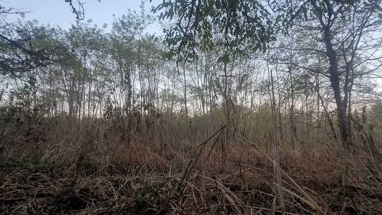 Calm Forest Sundown ASMR Fall Bow Hunting