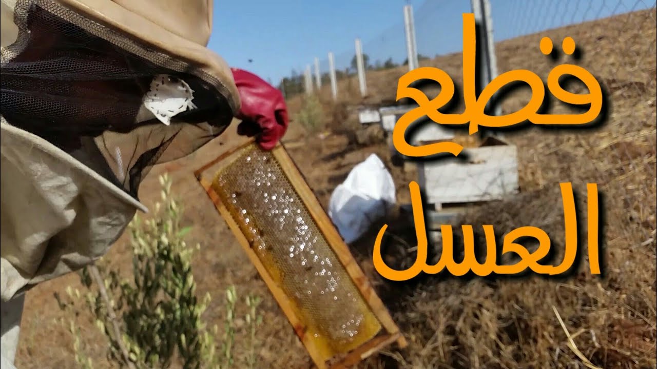 كيفية قطع العسل ديال السندوق مراقبة خلية النحل أي جني العسل بالدخان طريقة بسيطة
