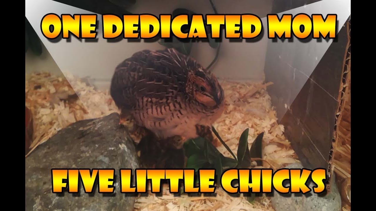 Baby Quails (Button/King quail), The Natural Way of Breeding and Hatching
