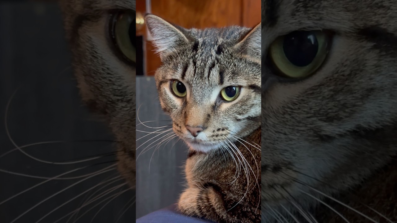 When Cats Explain Where They Came From 😹 