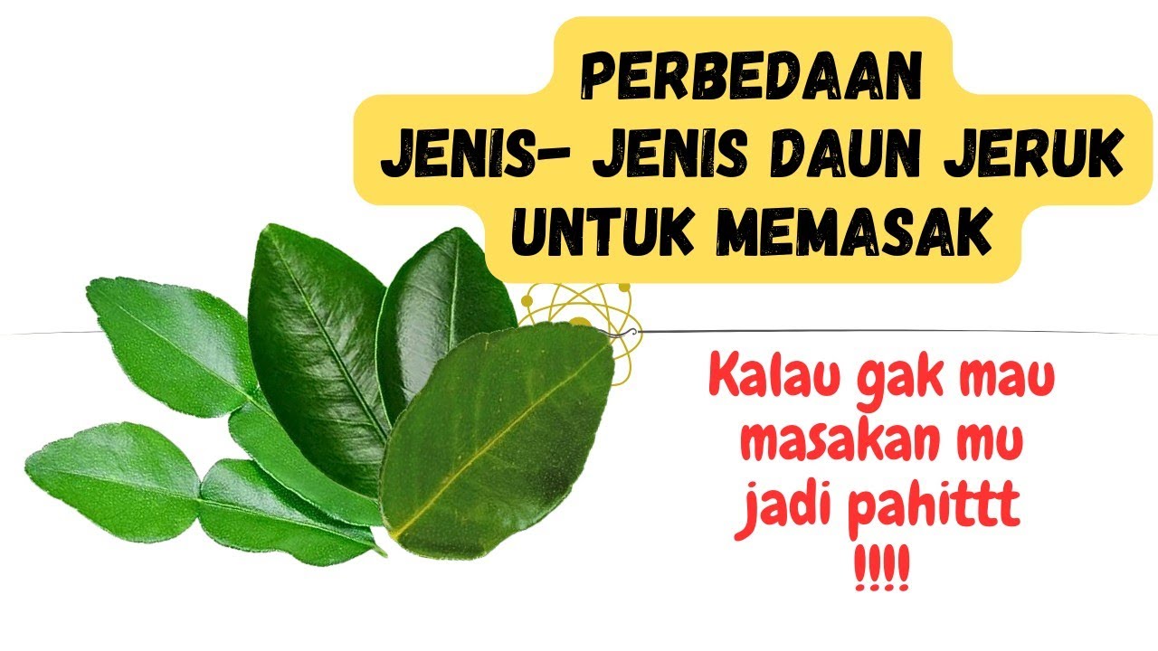 Perbedaan daun jeruk untuk memasak