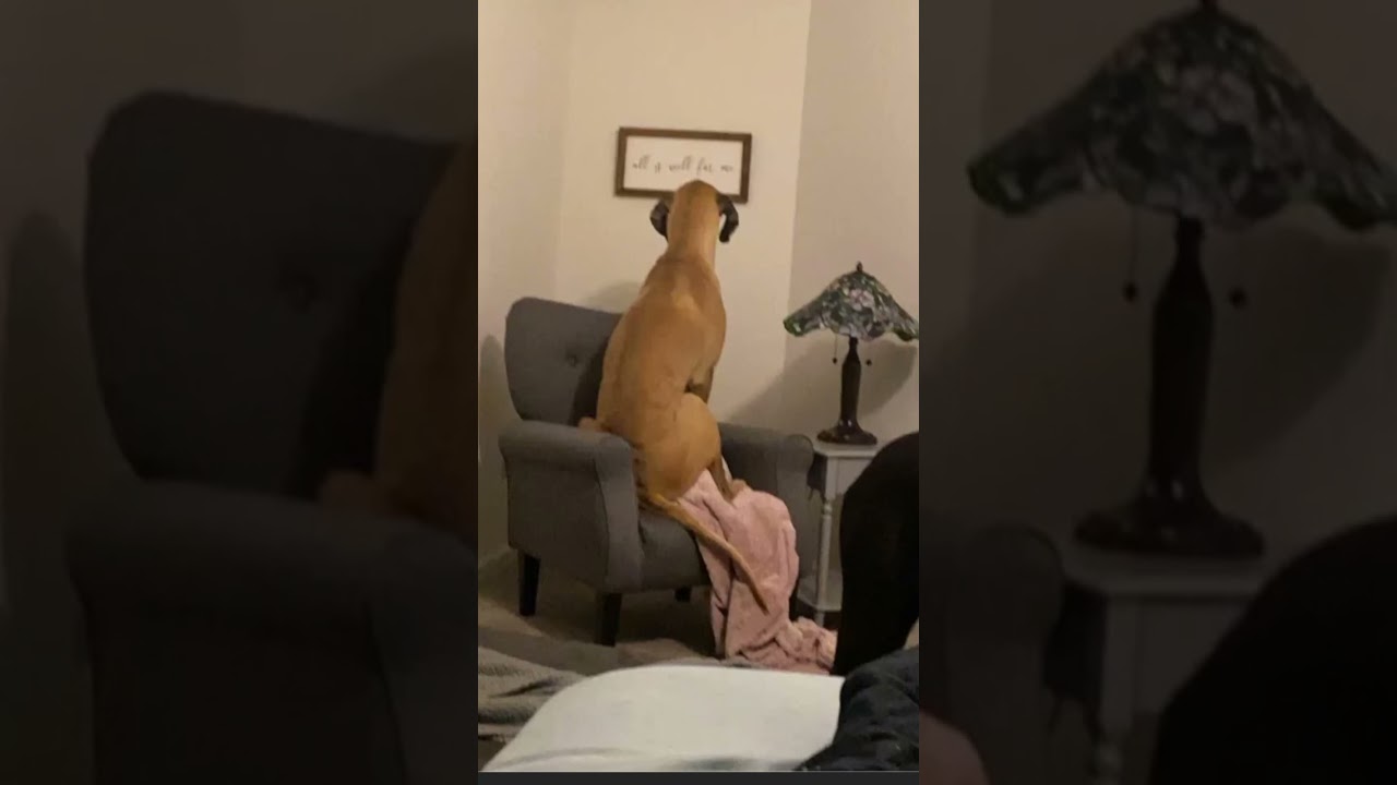 What a Great Dane tantrum looks like#viral #myanimal #dog #mydog