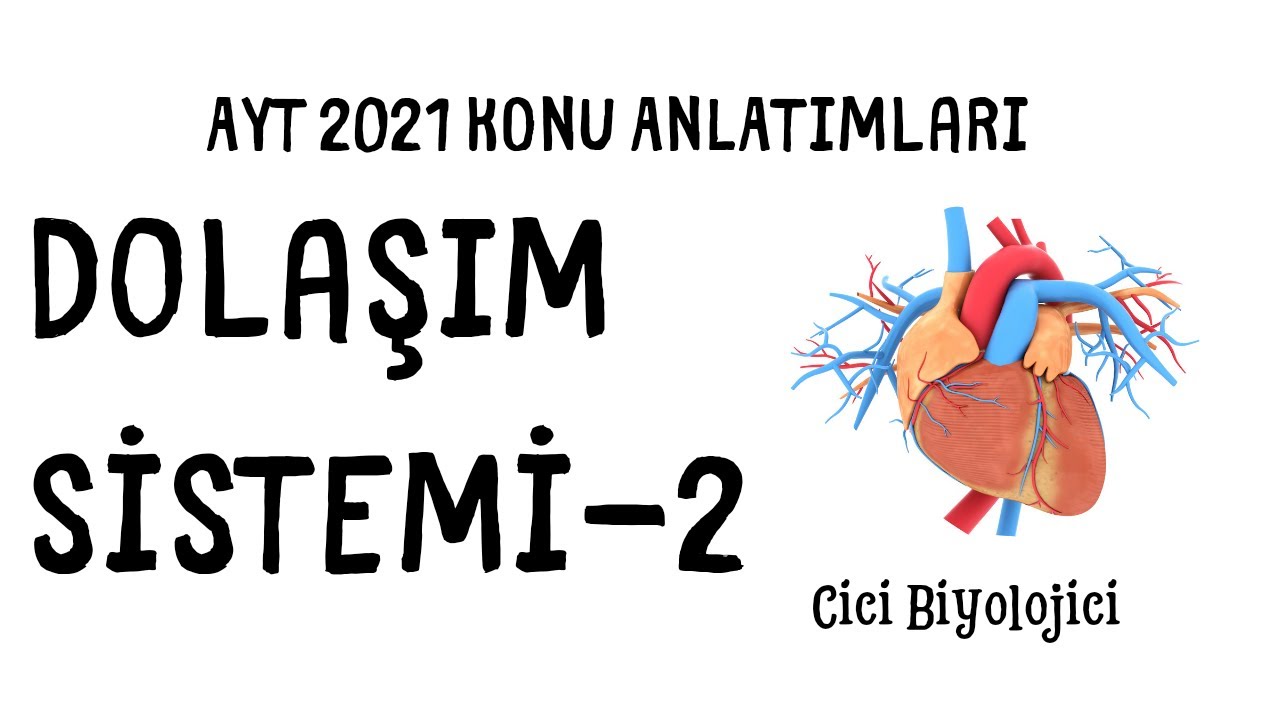 Dolaşım Sistemi-2 (Lenf Dolaşımı ve Dolaşım Sistemi Hastalıkları)