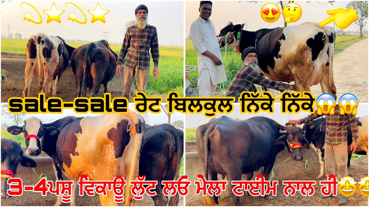 9 March 2026 PH 9914025266👈 ਬਹੁਤ ਟੋਪ ਦੇ ਪਸ਼ੂ ਵਿਕਾਊ ਰੇਟ ਜਾਇਜ਼ ⭐️💫⭐️💫