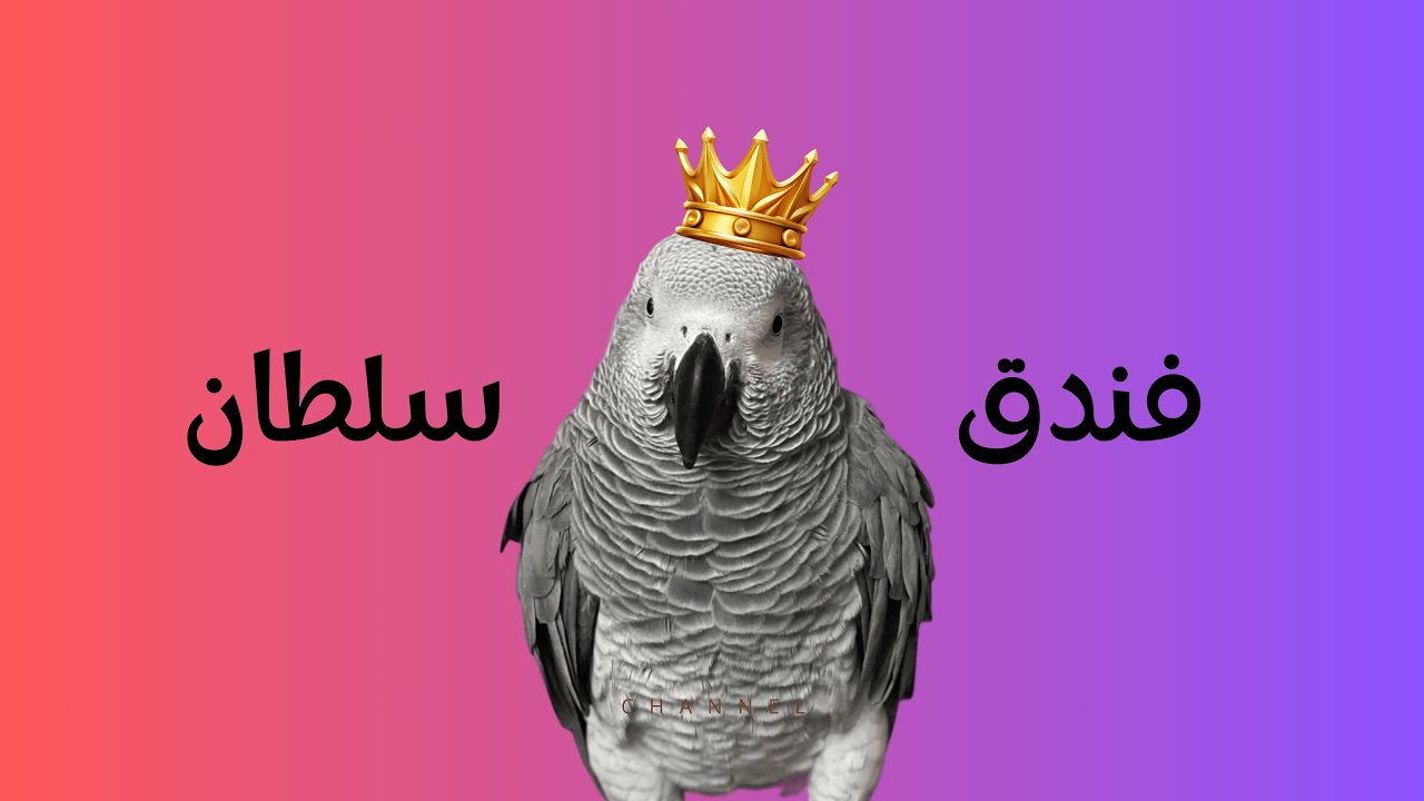 فندق طوطی خواننده در حال ضبط ترک جدیید 😄
