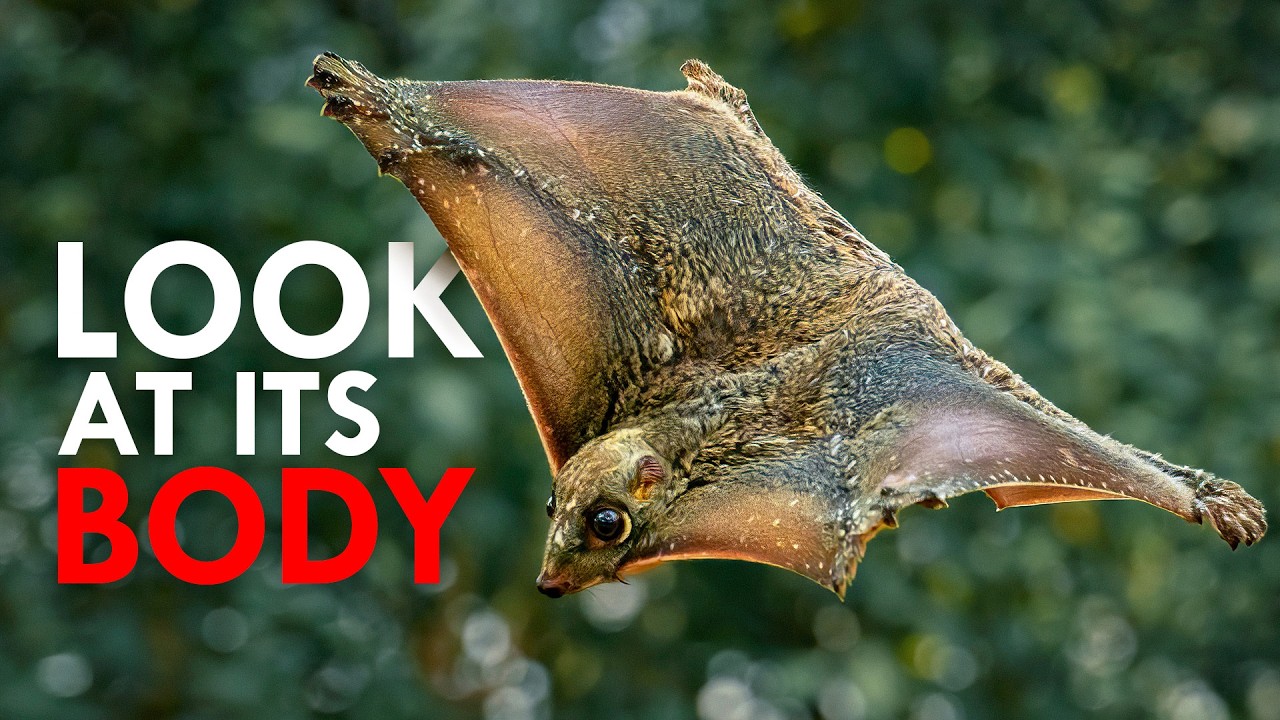 The Colugo Is The Strangest Animal You’ve Never Heard Of