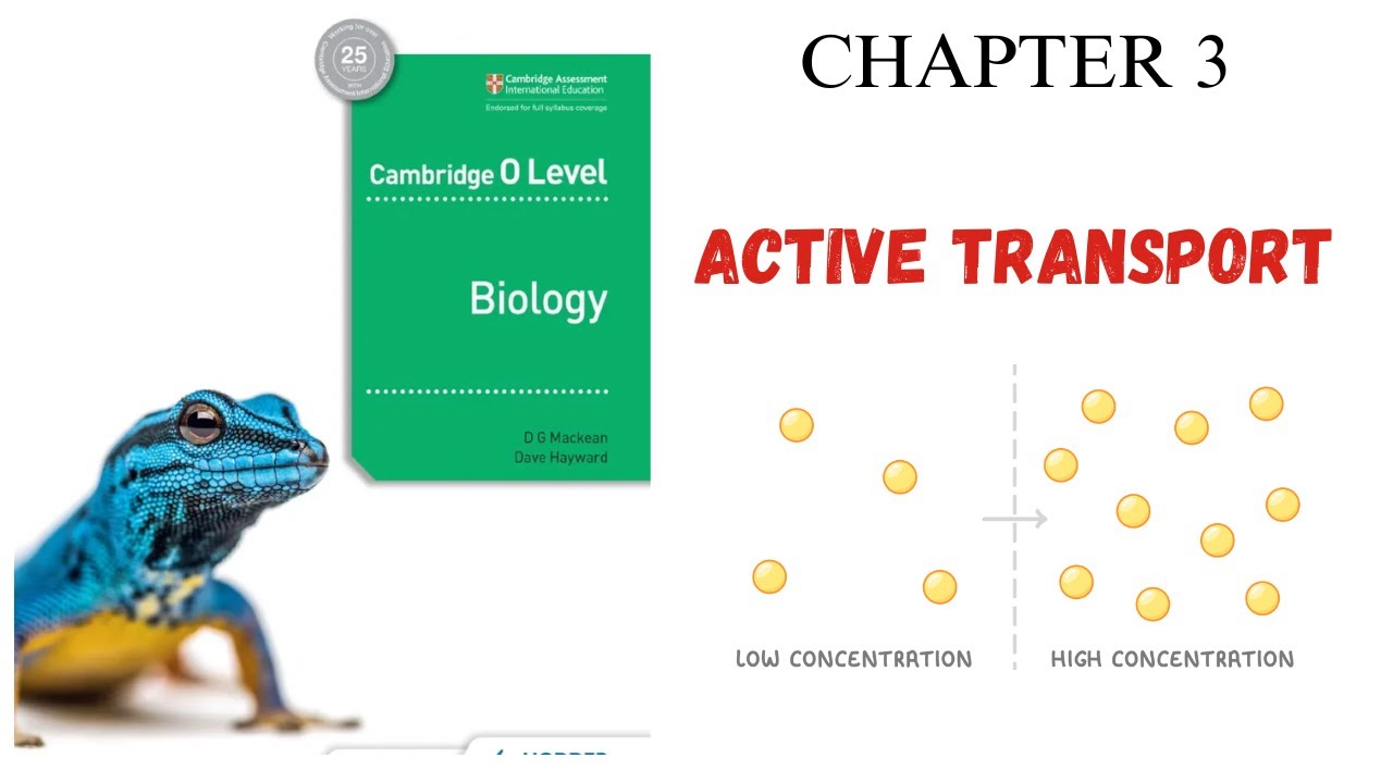 CHAPTER 3 | ACTIVE TRANSPORT | MOVEMENT OF MOLECULES | O LEVEL BIOLOGY 5090