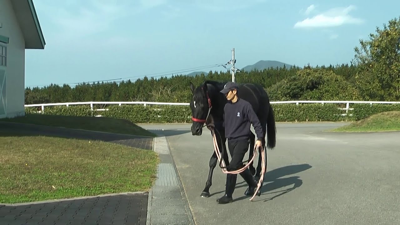 【無敗3冠】コントレイルが大山ヒルズに凱旋（鳥取県伯耆町）