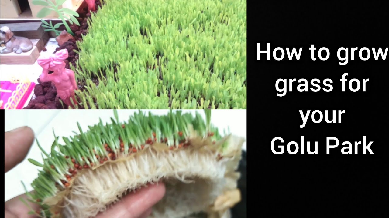 கொலு பார்க்கில் புல் வளர்ப்பது எப்படி || How to grow grass for park in Golu