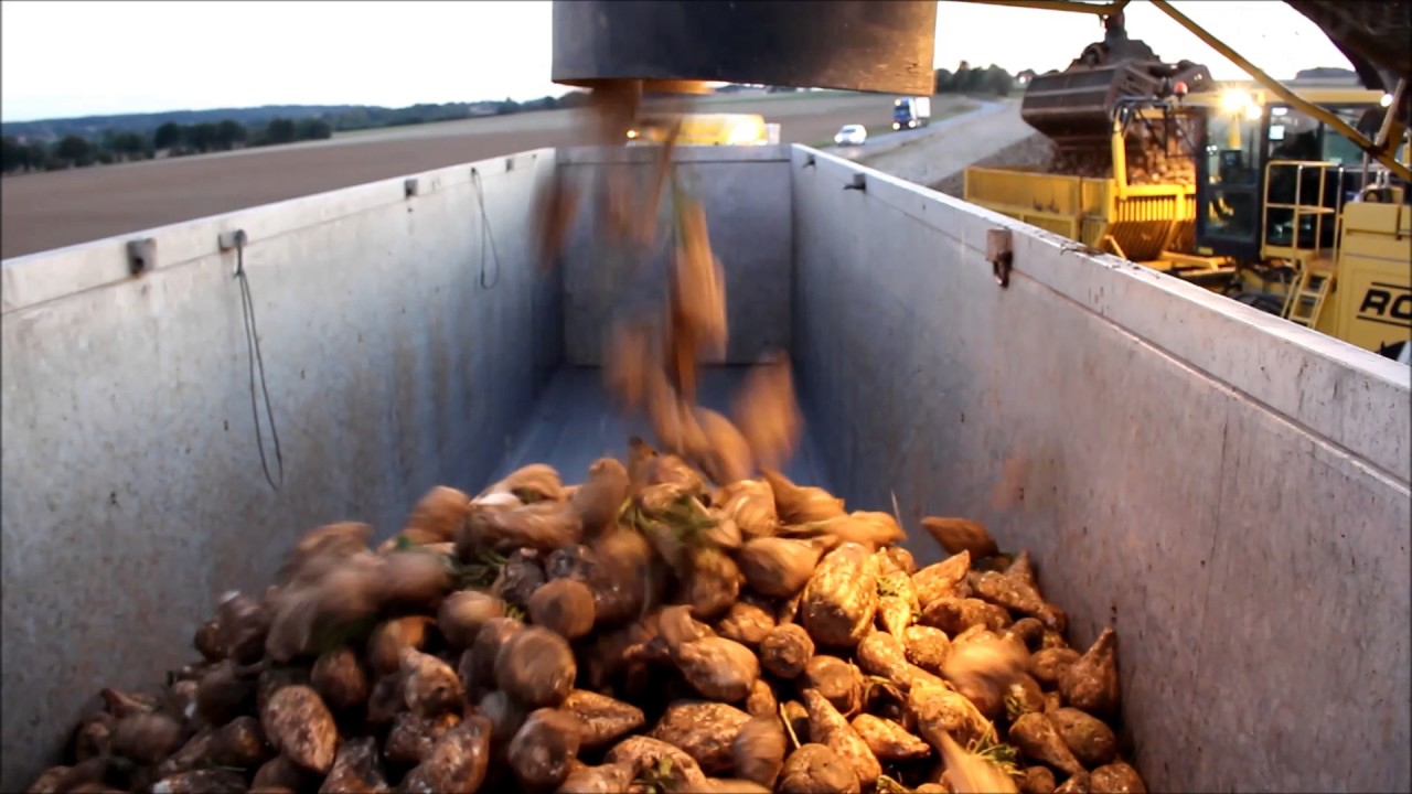 Saison betteraves sucrières 2016.