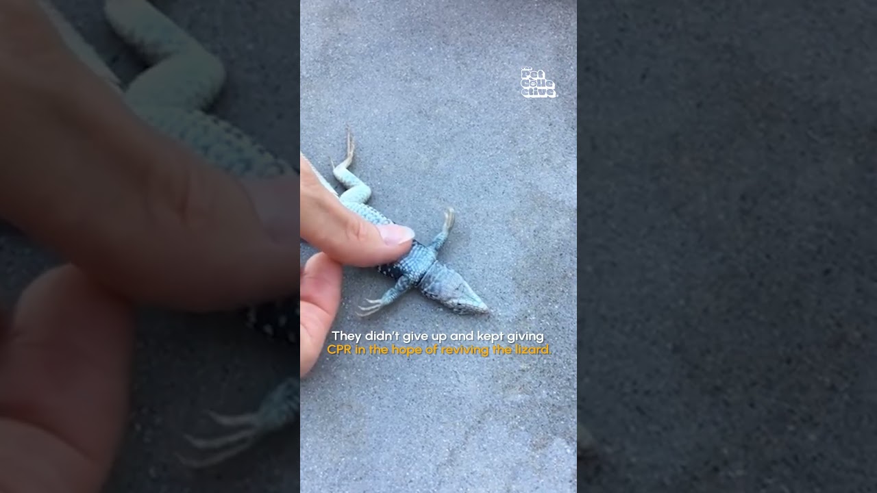 Little Lizard Is Given CPR | HERO of the Week