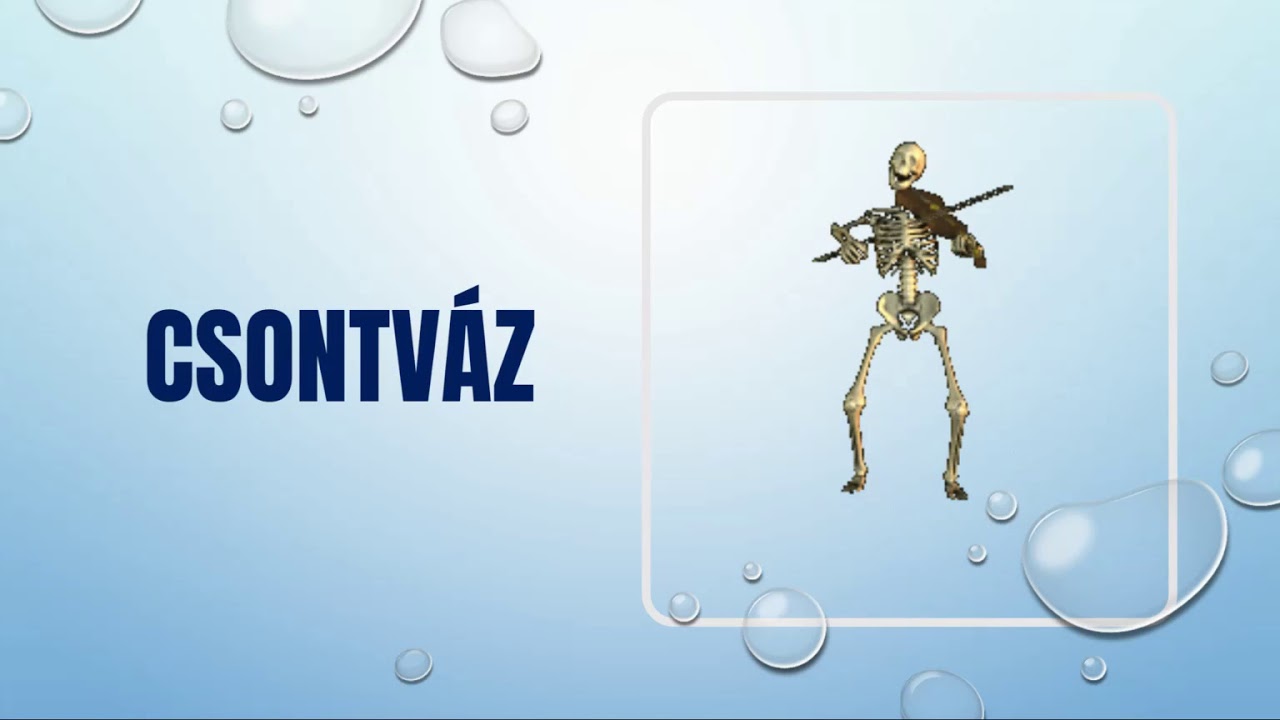 A mozgás szervrendszere 1. - Csontok