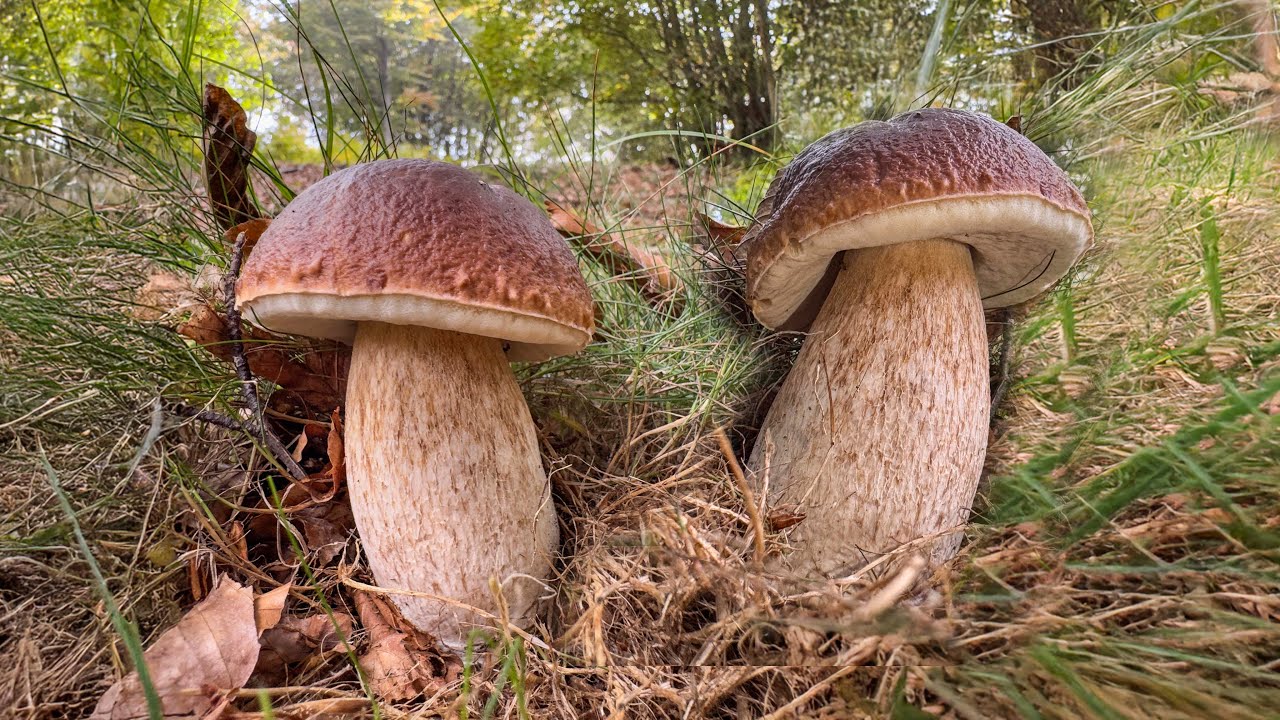 Novembre: gli ultimi porcini in Appennino?