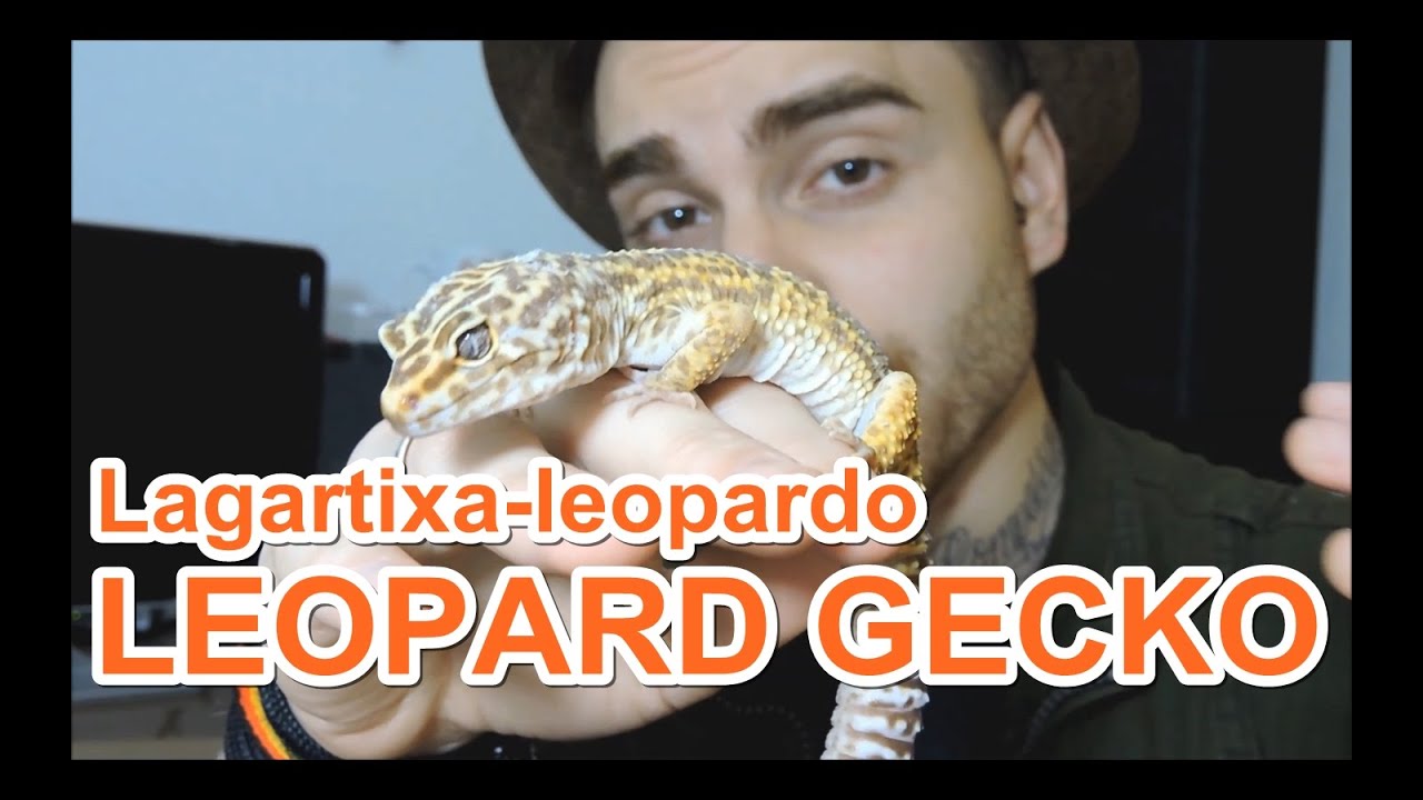 Papo de Biólogo: Lagartixa-leopardo