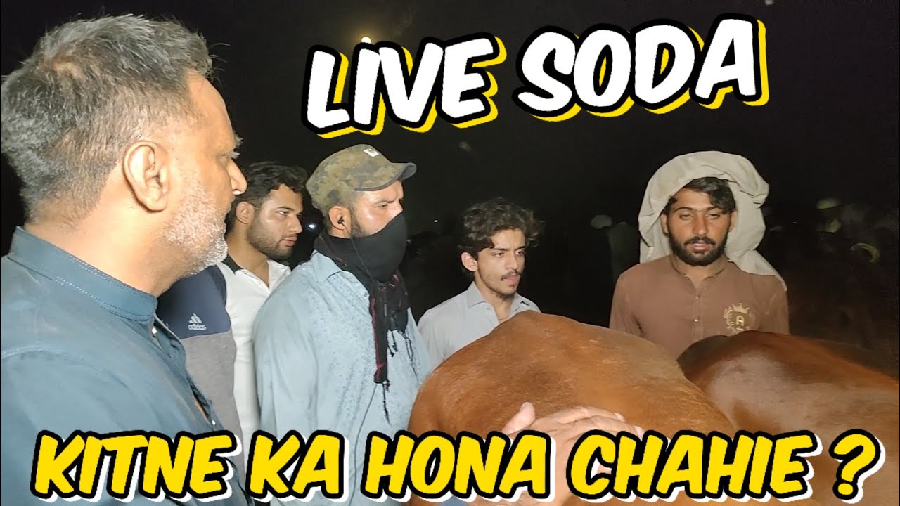 Live Soda kitne ka hona chahie | night update | Qurbani 2024 I sahiwal cholistani bachre | Lahore