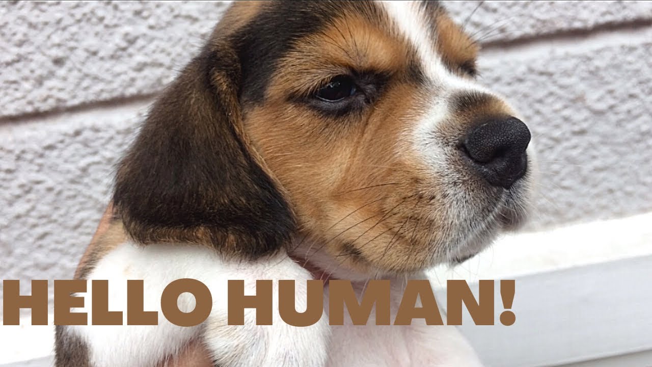 What&rsquo;s On My Iphone? Adorable Beagle Puppies!! Beagle Love | Beagle Life | Cute Beagle Puppies