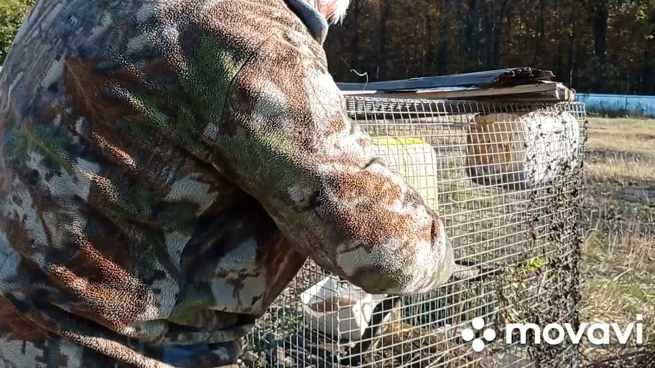 Охота с лайками: натаска щенка по следу