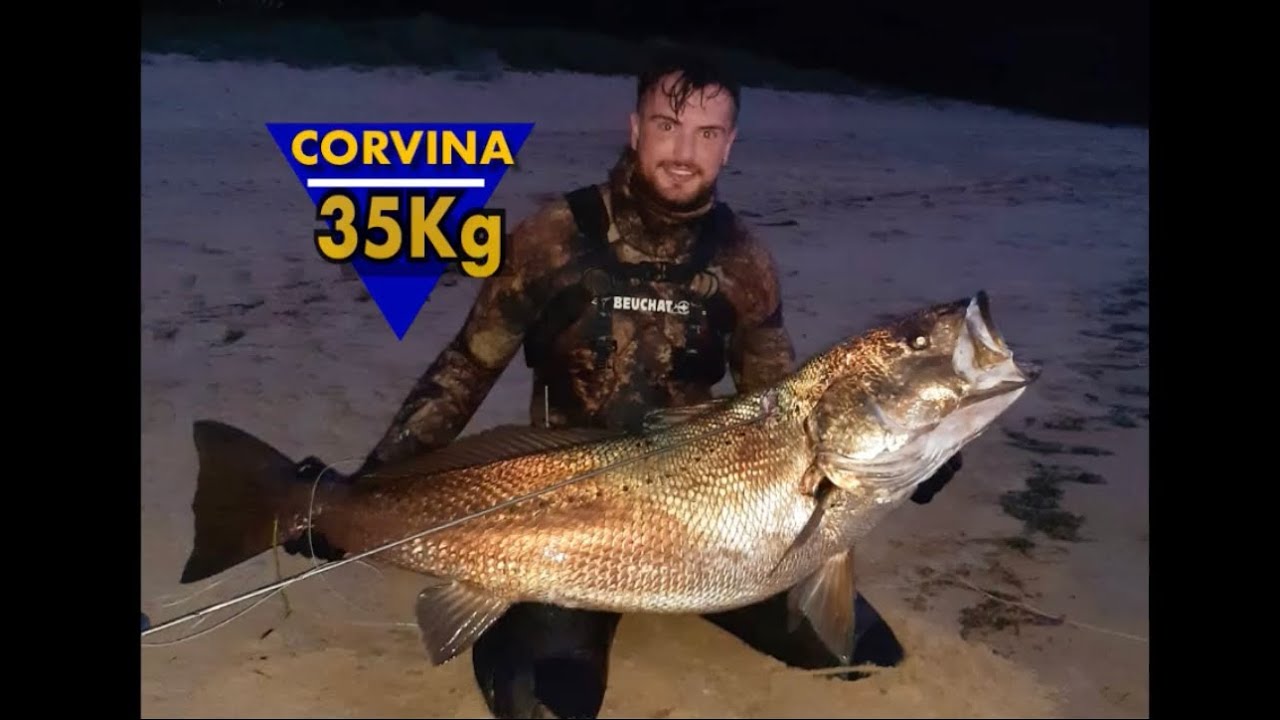 Corvina 35kg en orilla, poca agua (3m) / Huge Corvina at shallow water - Cantabria, Spain