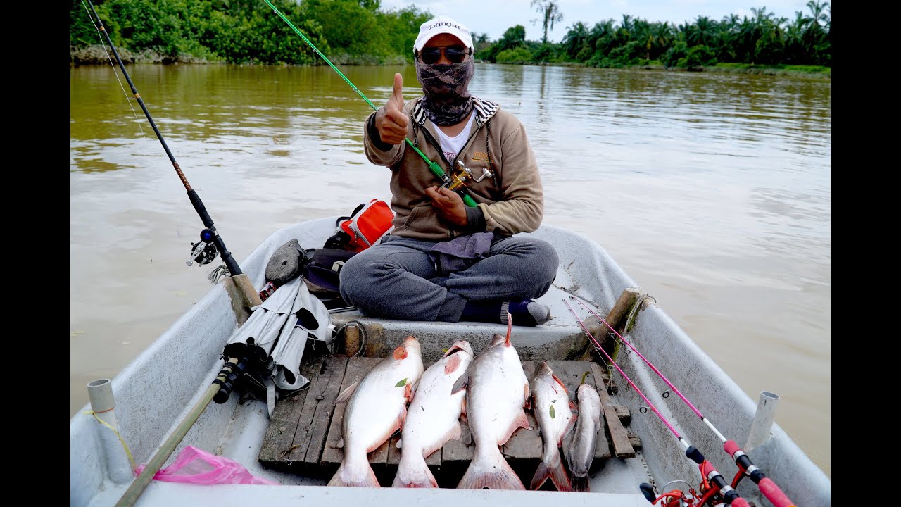 MANCING PATIN SUNGAI LANGAT UMPAN BUAH LAKOM