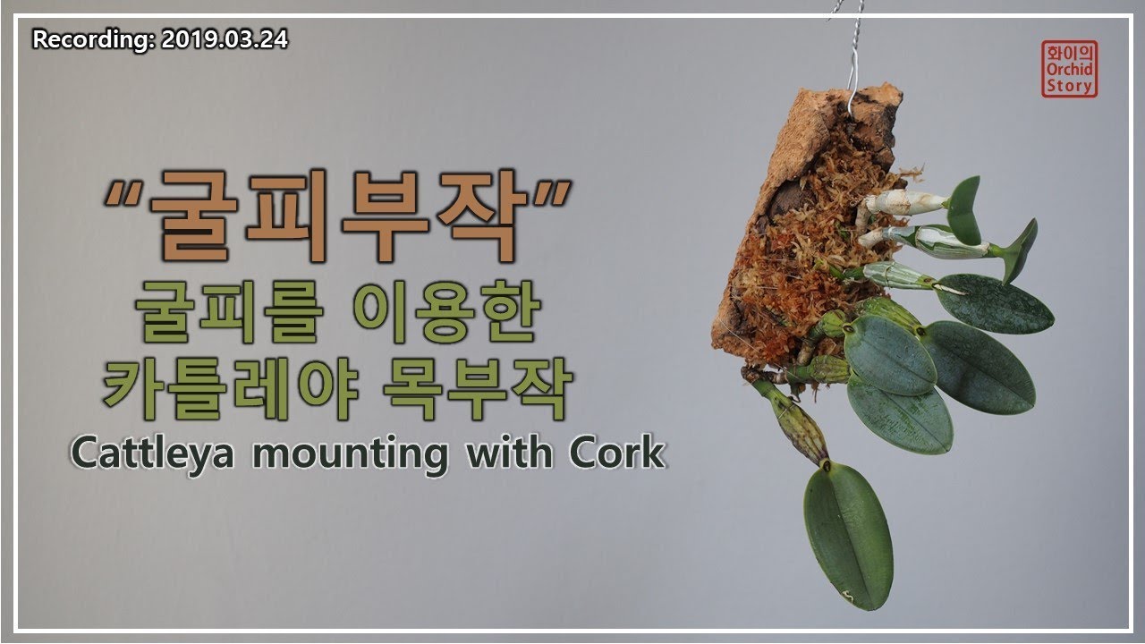 뿌리없는 카틀레야 굴피 부작 방법 Cattleya mounting with Cork piece | 화이 난초 이야기