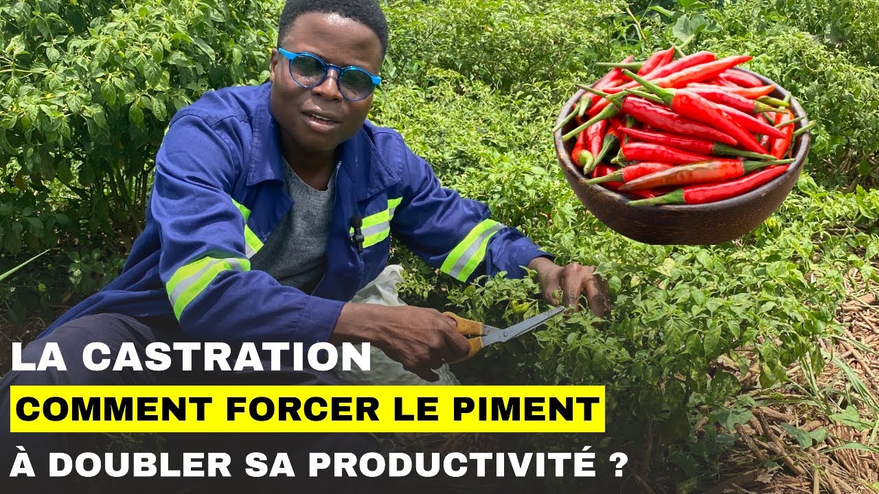La castration : Comment forcer le piment à doubler sa productivité ?