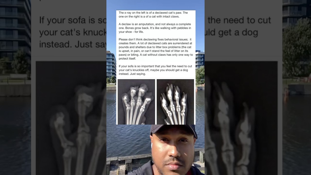 The x-ray on the left is of a declawed cat&rsquo;s paw. The one the right is of a cat with intact claws.