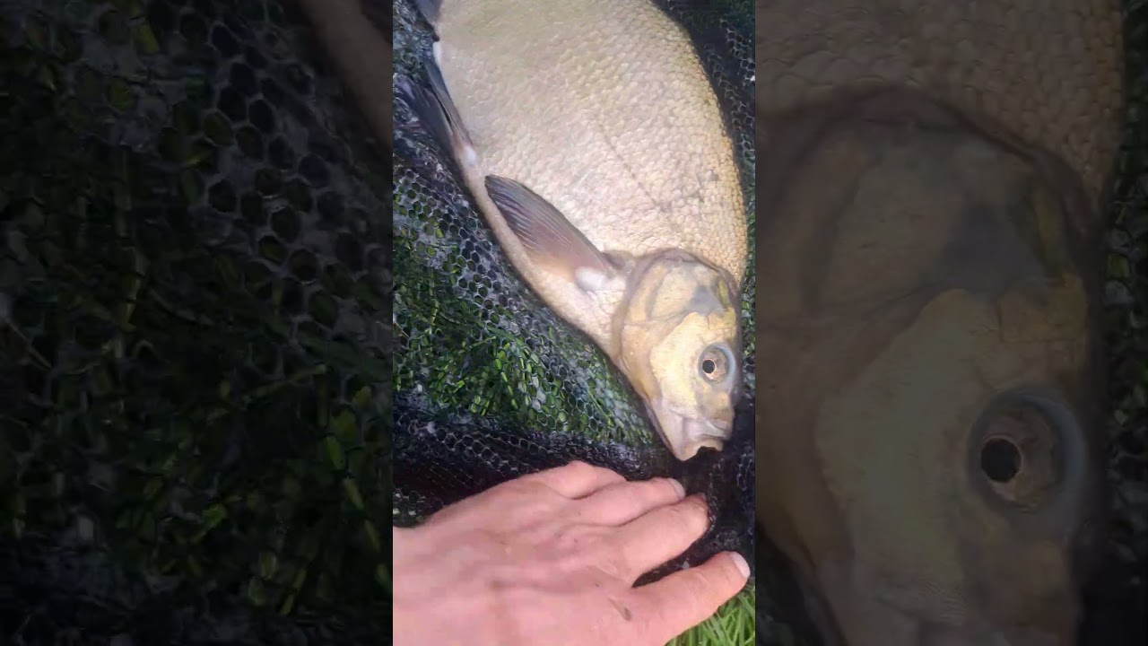 Zanęta mojego wykonania robi Robotę💪🏻🎣😀