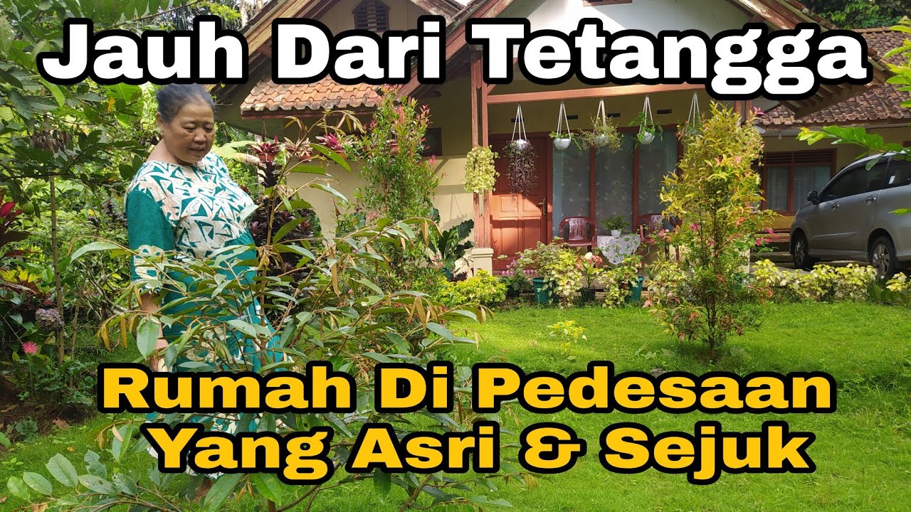 SUASANA RUMAH DI DESA  SEJUK ASRI DAMAI || NANAM DAUN SIRIH HITAM