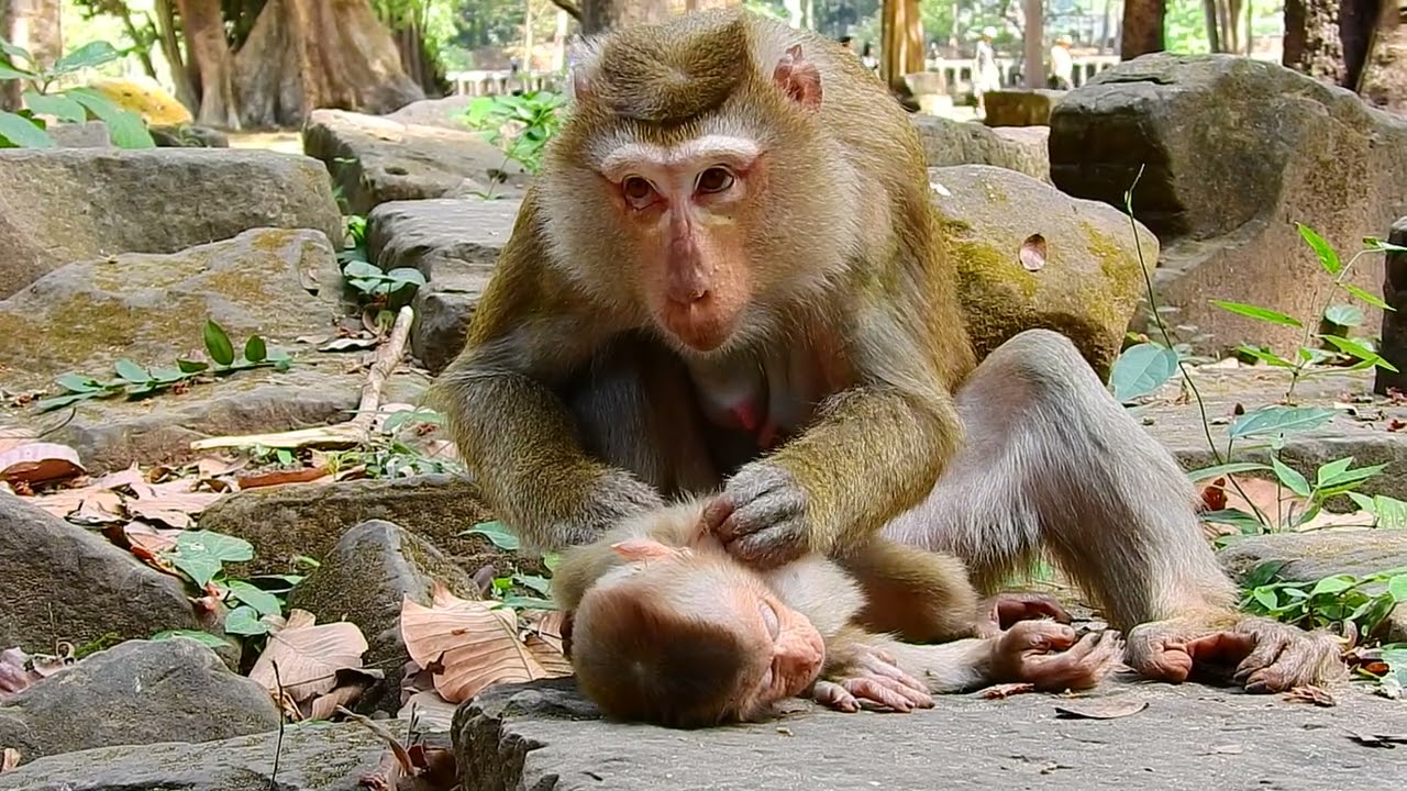 Life of little baby monkey