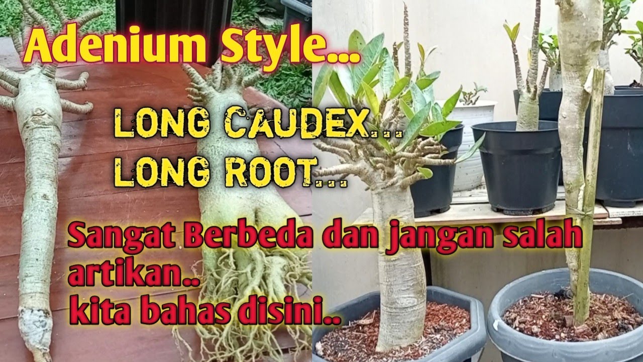 Mengenal Adenium Long Caudex & Adenium Long Root serta cara membentuknya
