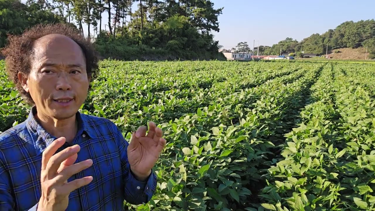 황금알농법 콩재배 매주콩