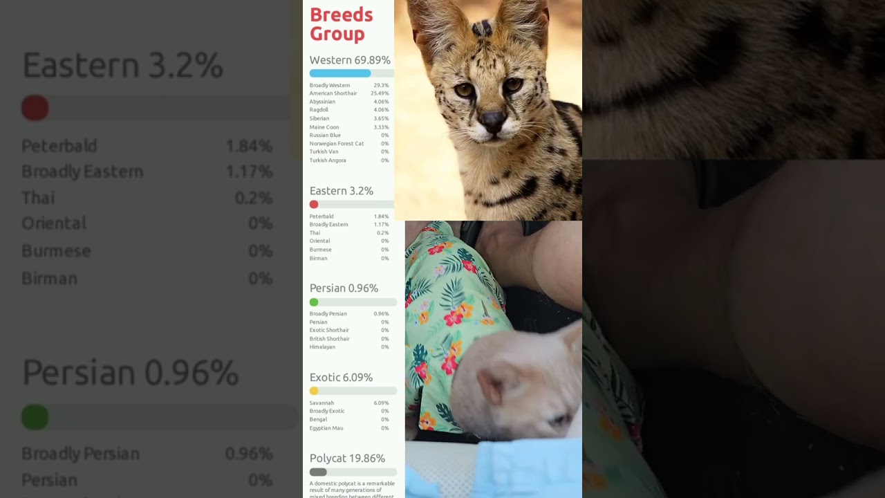 Кошки получают результаты генетических тестов
